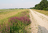 Endloser Weg